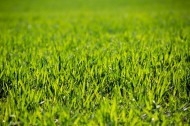 绿草地图片