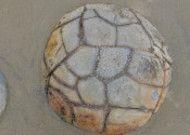 新西兰摩拉基大圆石图片