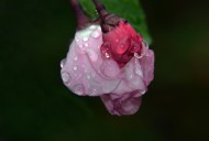 唯美清新的水珠图片