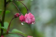 唯美清新的水珠图片