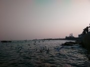 晚霞中的海鸥图片大全