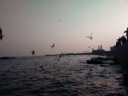 晚霞中的海鸥图片大全