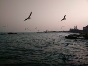 晚霞中的海鸥图片大全