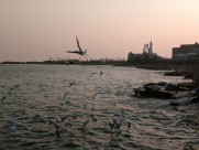 晚霞中的海鸥图片大全