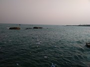 晚霞中的海鸥图片大全