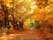 金秋森林图片大全