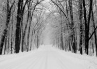 雪后的林间道路图片