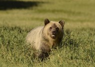 绝美的冰川国家公园图片大全