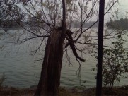 阳光下的树林图片