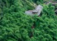 竹海风景图片