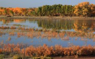 胡杨林秋色风景图片