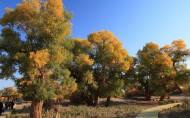 胡杨林秋色风景图片