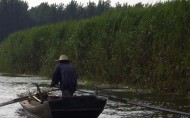 芦苇塘风景图片