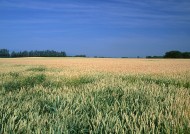 金色的麦田图片大全