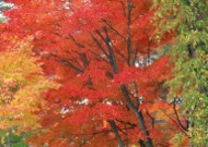 秋季红叶图片