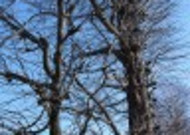 冬季的树木图片