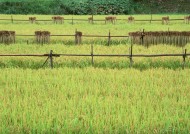秋季稻田图片