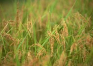 秋季稻田图片