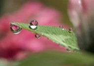 植物上的露珠图片大全