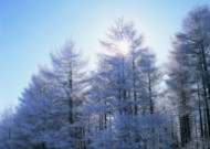 冬季树木植物图片