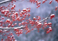 冬季树木植物图片