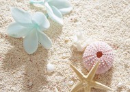 夏季花朵素材图片