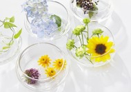 夏季花朵素材图片