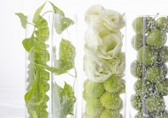 夏季花朵素材图片