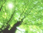 参天大树和阳光图片