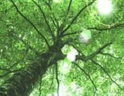 参天大树和阳光图片