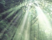 参天大树和阳光图片