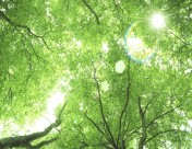 参天大树和阳光图片