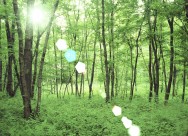 参天大树和阳光图片