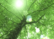 参天大树和阳光图片