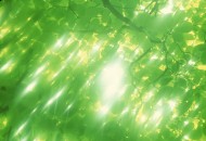 朦胧绿影图片