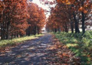 秋季马路图片