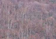 秋季森林图片大全