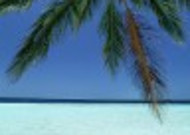椰树海滨风景图片