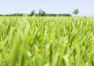 绿油油的草地图片