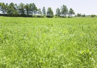 绿油油的草地图片