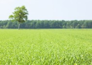 绿油油的草地图片