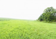 绿油油的草地图片