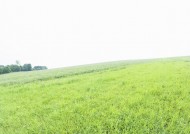 绿油油的草地图片