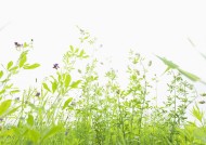 绿油油的草地图片