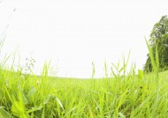 绿油油的草地图片