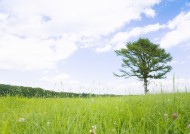 草地与大树的图片