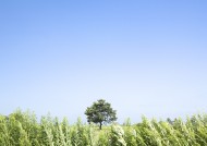 草地与大树的图片