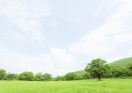 草地与大树的图片