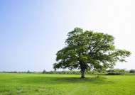 草地与大树的图片
