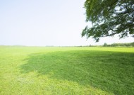 草地与大树的图片